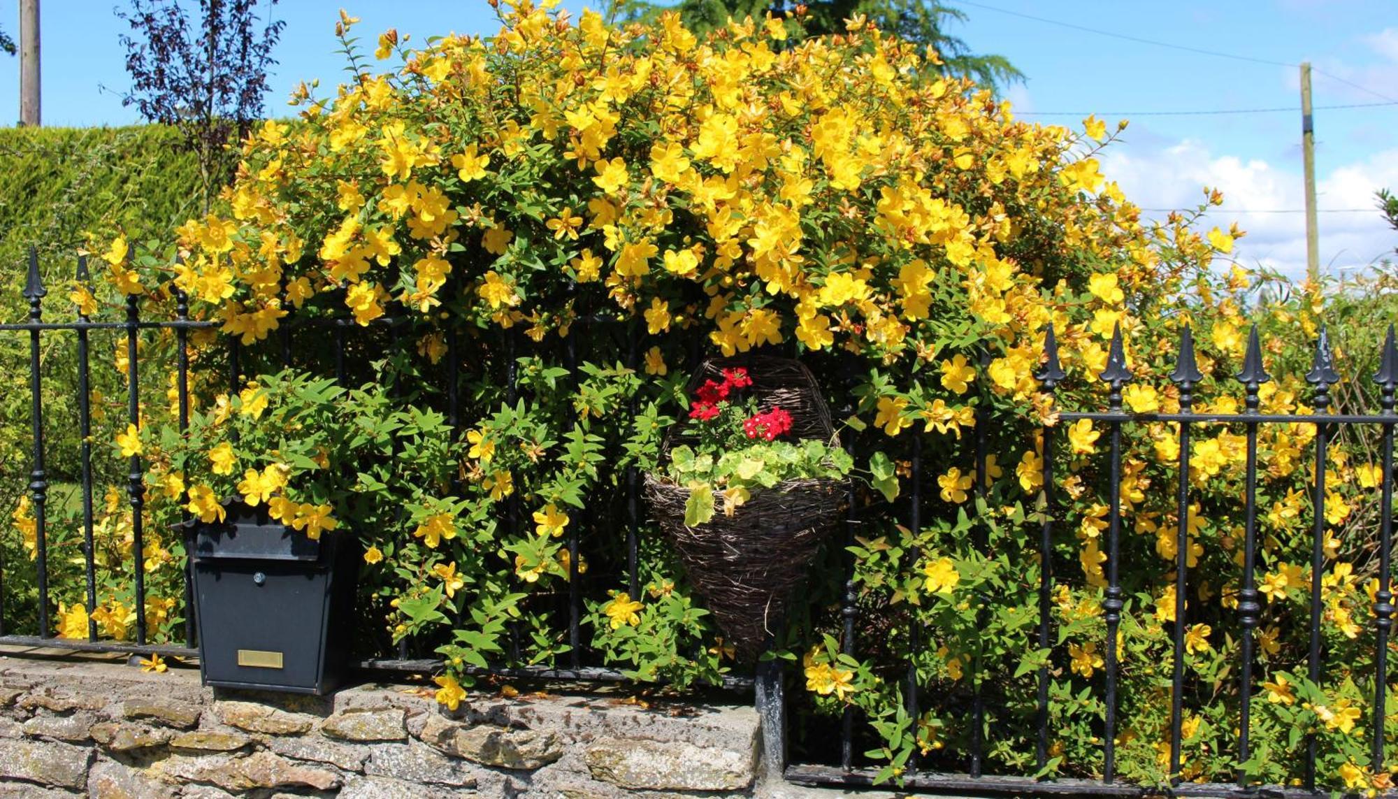 Charlotte'S Way B&B Banagher Eksteriør bilde